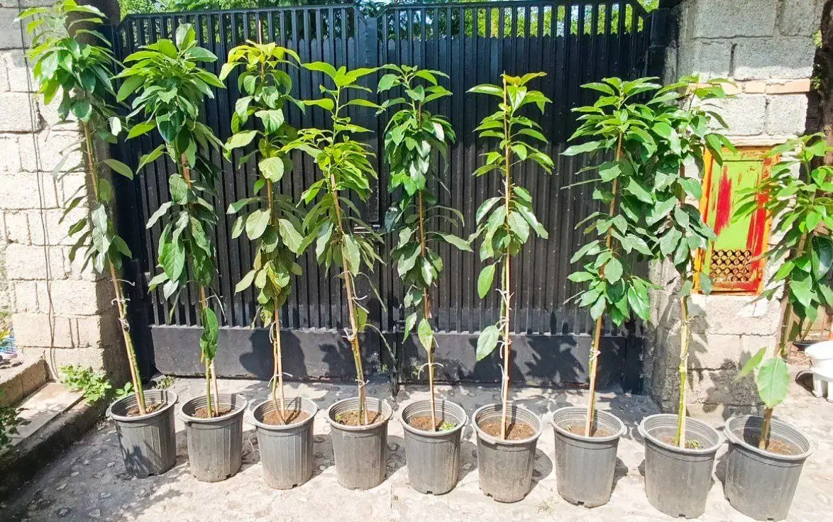 نهال آووکادو|گل و گیاه طبیعی|چابکسر, |دیوار