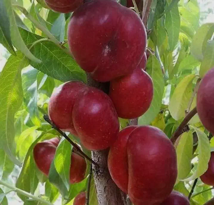 نهال شلیل انجیری|خدمات باغبانی و درختکاری|جوانرود, |دیوار