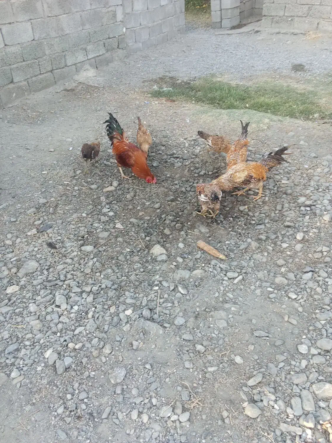 2عدد خروس|حیوانات مزرعه|فاریاب, |دیوار