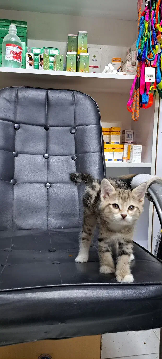 واگذاری گربه|گربه|فردیس, ثابتی|دیوار