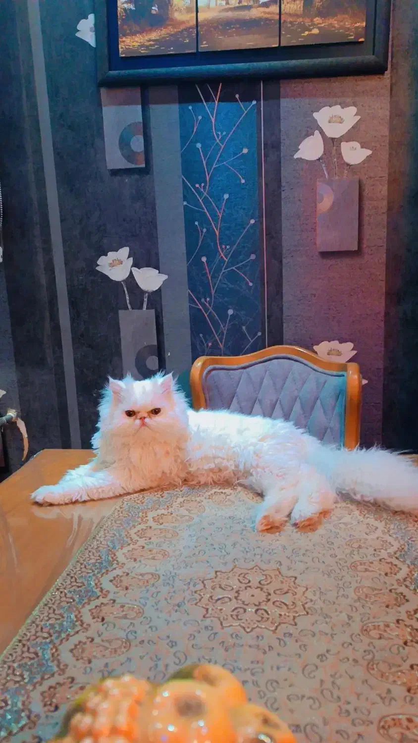 واگذاری گربه ی پرشین نر اصیل|گربه|صدرا-فارس, فاز ۱|دیوار