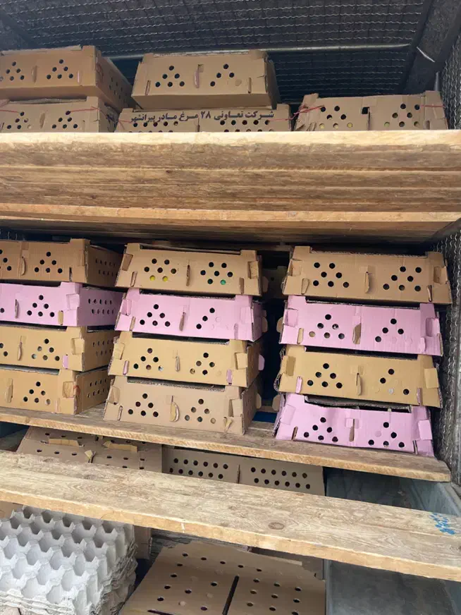 جوجه عمده|حیوانات مزرعه|رشت, آب آسیاب|دیوار