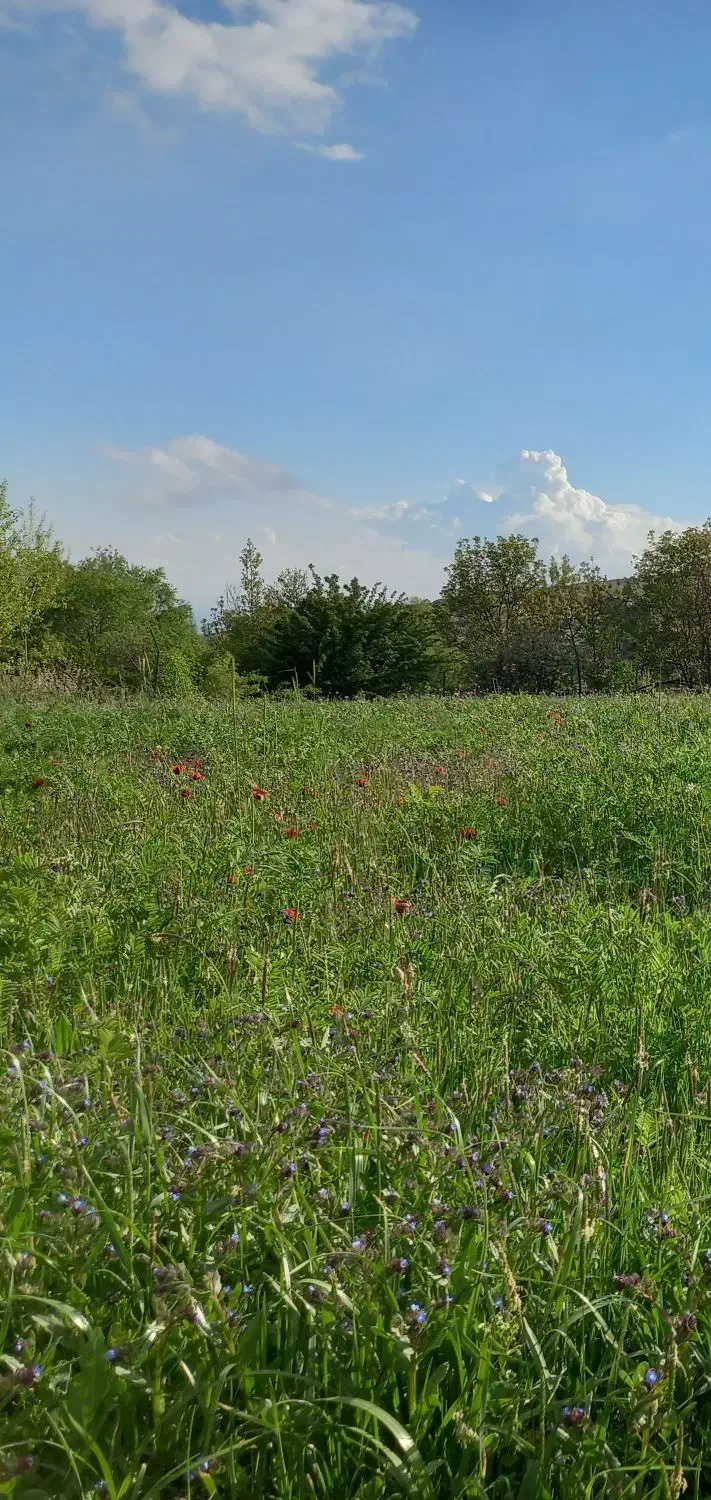 حراج واقعی اردبیل نمین میرزانق|حراج|اردبیل, |دیوار