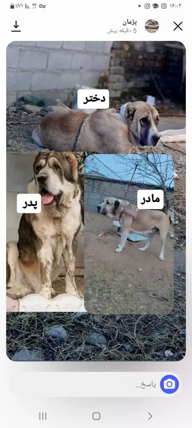 فروش الابای نر و ماده شجره دار اصیل|سگ|تهران, پردیسان|دیوار