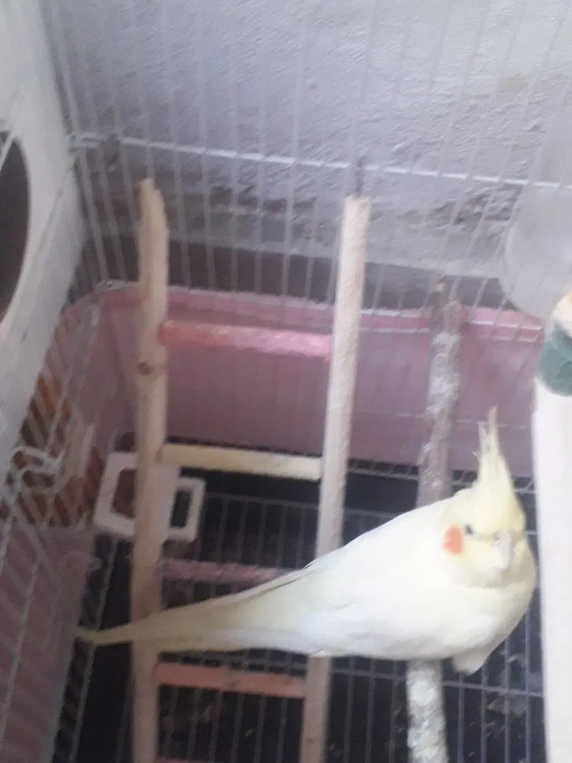 عروس هلندی ماده|پرنده|فشاپویه, |دیوار