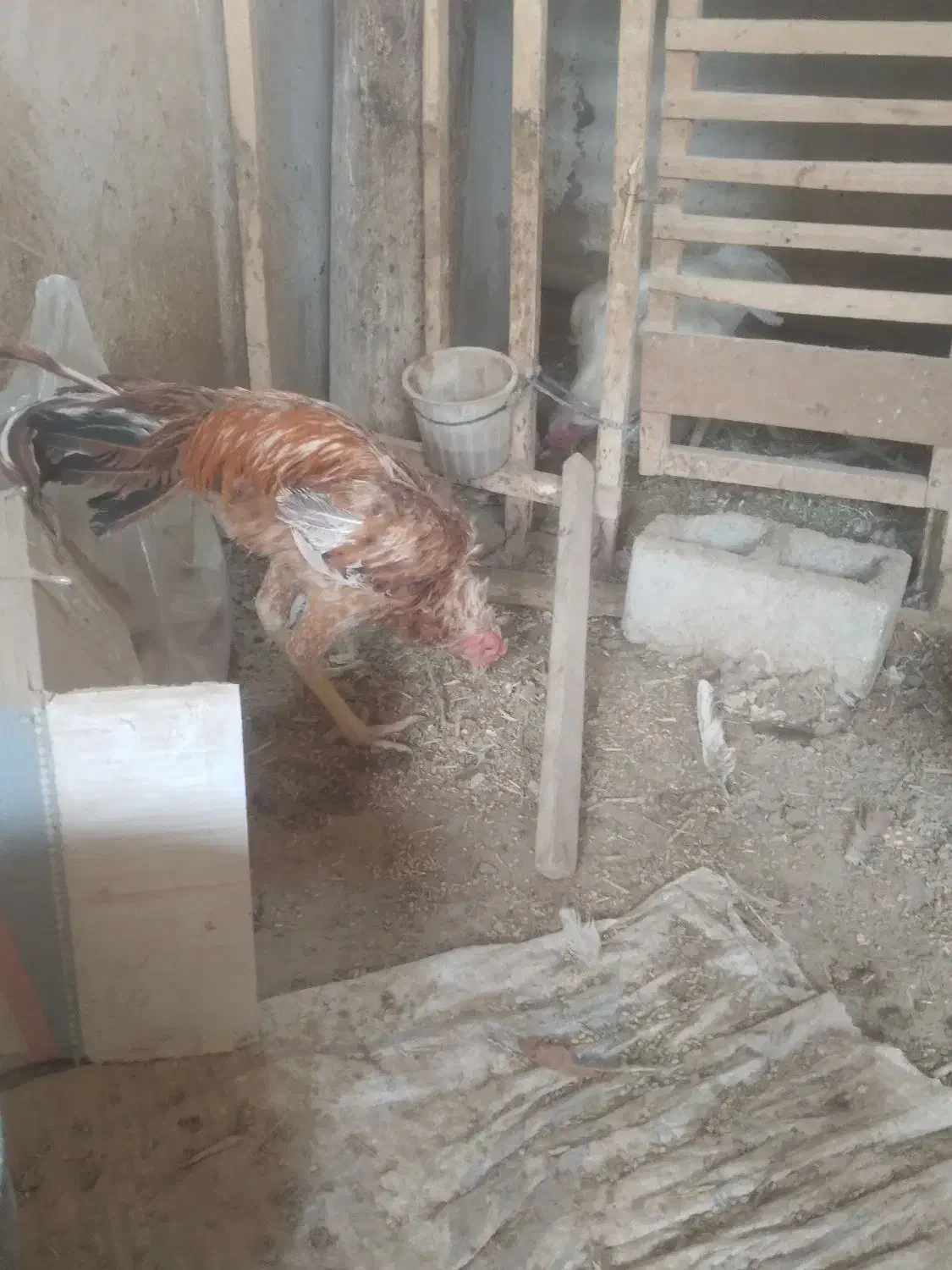 فروش مرغ وخروس|حیوانات مزرعه|محمدبار, |دیوار