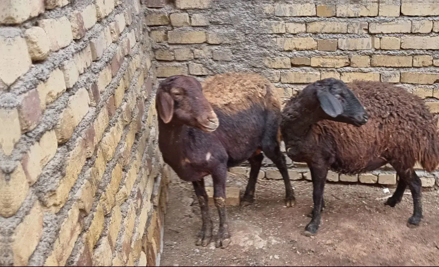 ۲عدد میش|حیوانات مزرعه|سجاس رود, |دیوار