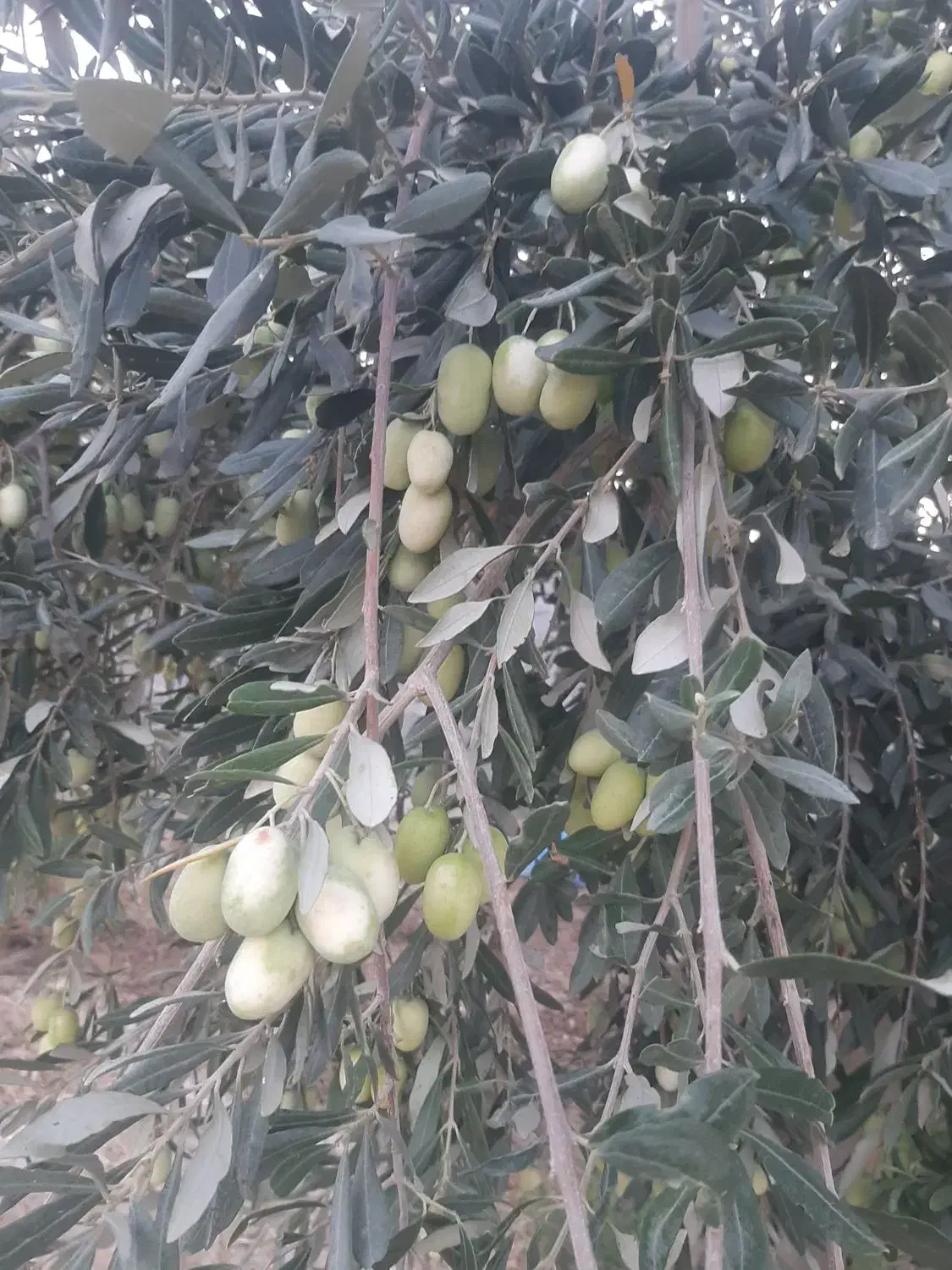 زیتون سبز|خوردنی و آشامیدنی|شیراز, شهرک رضوان|دیوار