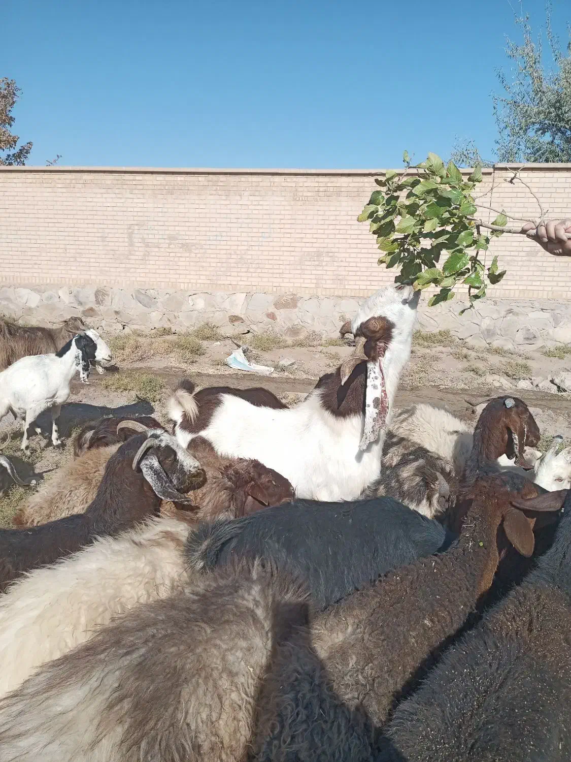 نربز شاخ گلابی اصل|حیوانات مزرعه|سبزوار, قصبه شرقی|دیوار