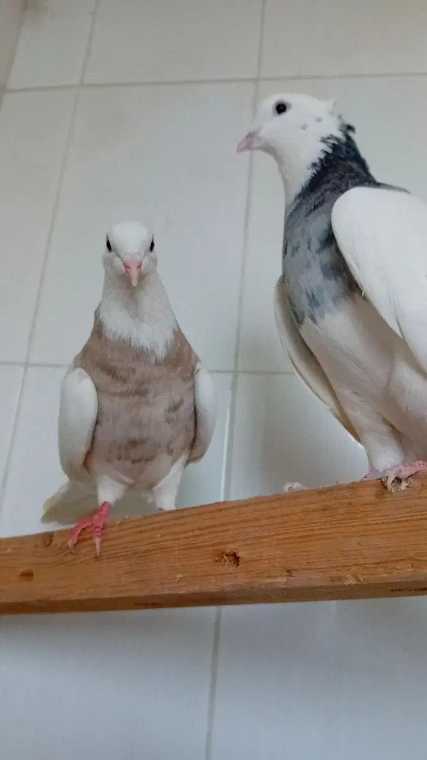 طوقی نر ماده  شهریار استم|پرنده|شهریار, اسکمان|دیوار