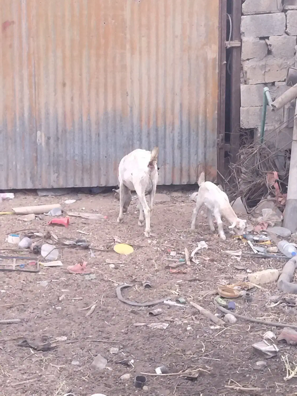 گیسع زایده کهر ماده عروسک پاشع|حیوانات مزرعه|لامرد, |دیوار