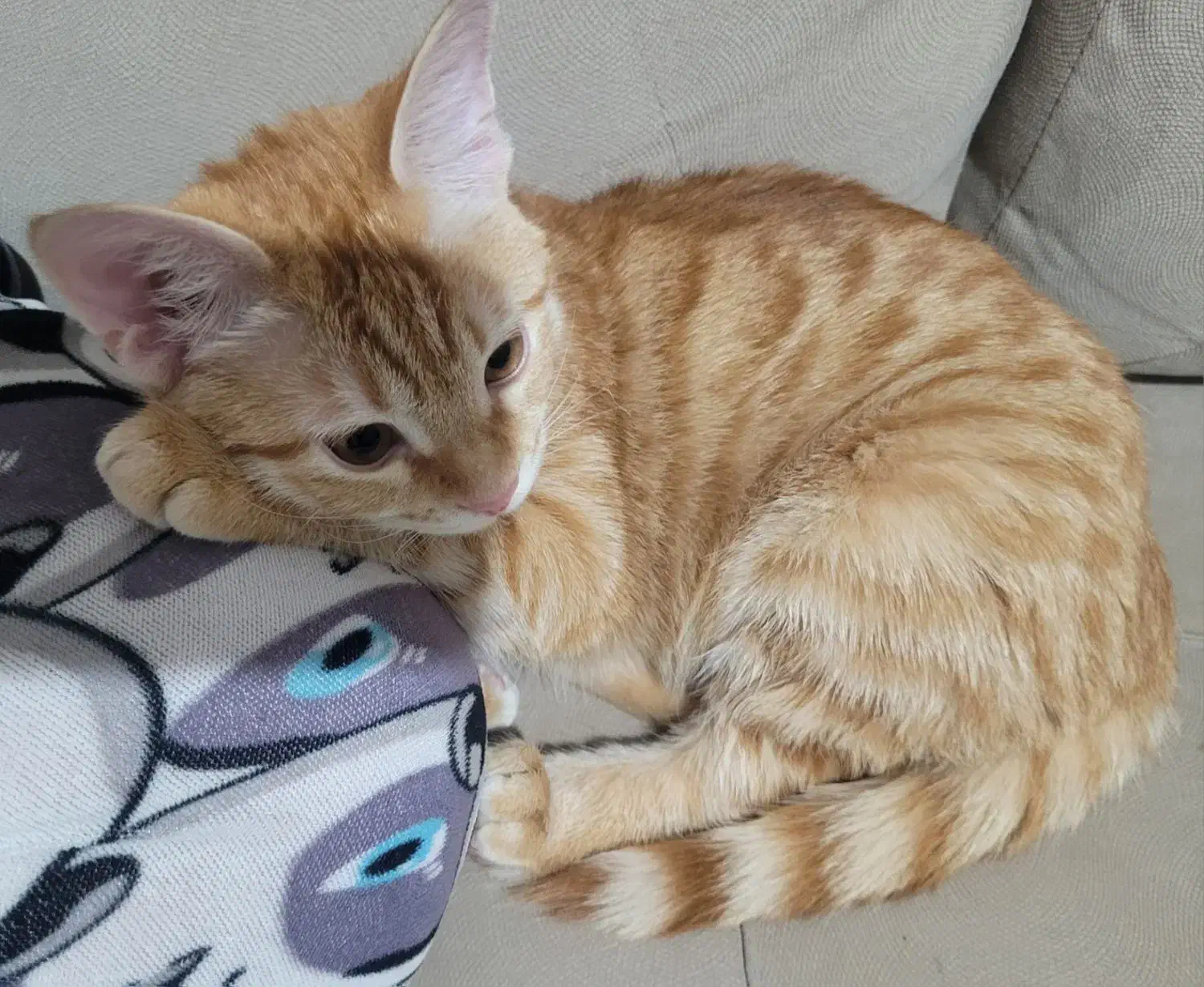 گمشده گربه|حیوانات|اصفهان, ملکشهر|دیوار