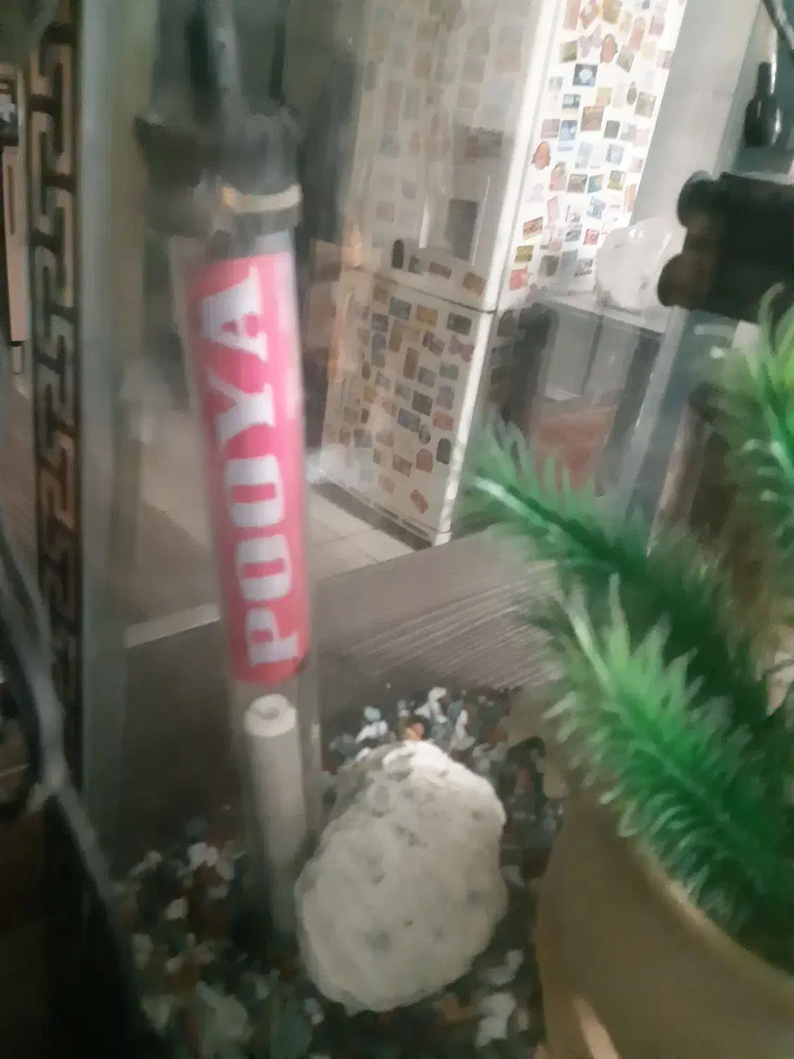 آکواریوم ماهی|ماهی|فردیس, نسترن غربی|دیوار