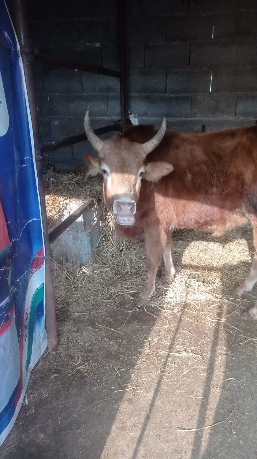 ورزا|حیوانات مزرعه|خمام, |دیوار