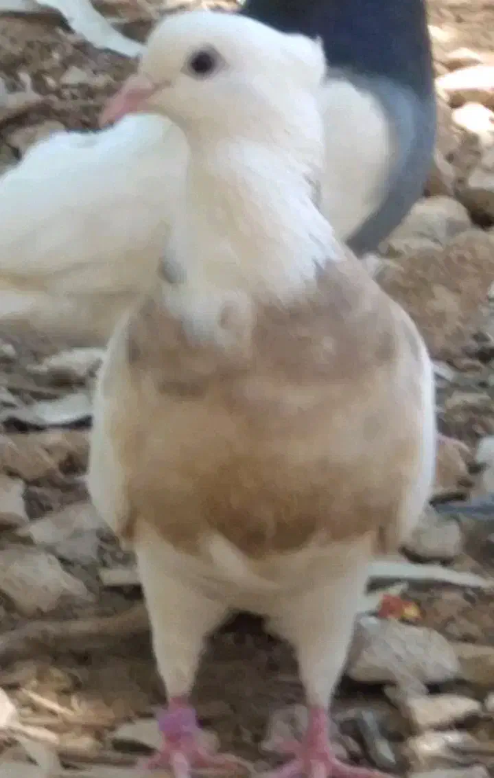 کبوتر طوقی|پرنده|سرپل ذهاب, |دیوار