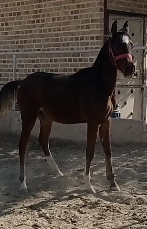 اسب|اسب و تجهیزات اسب‌سواری|چهارباغ, |دیوار