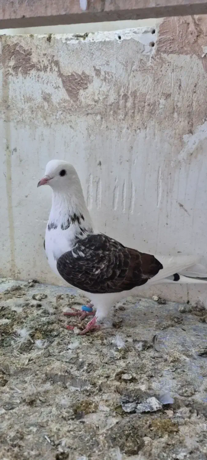 این کفتز تلف شود|پرنده|سراجو, |دیوار