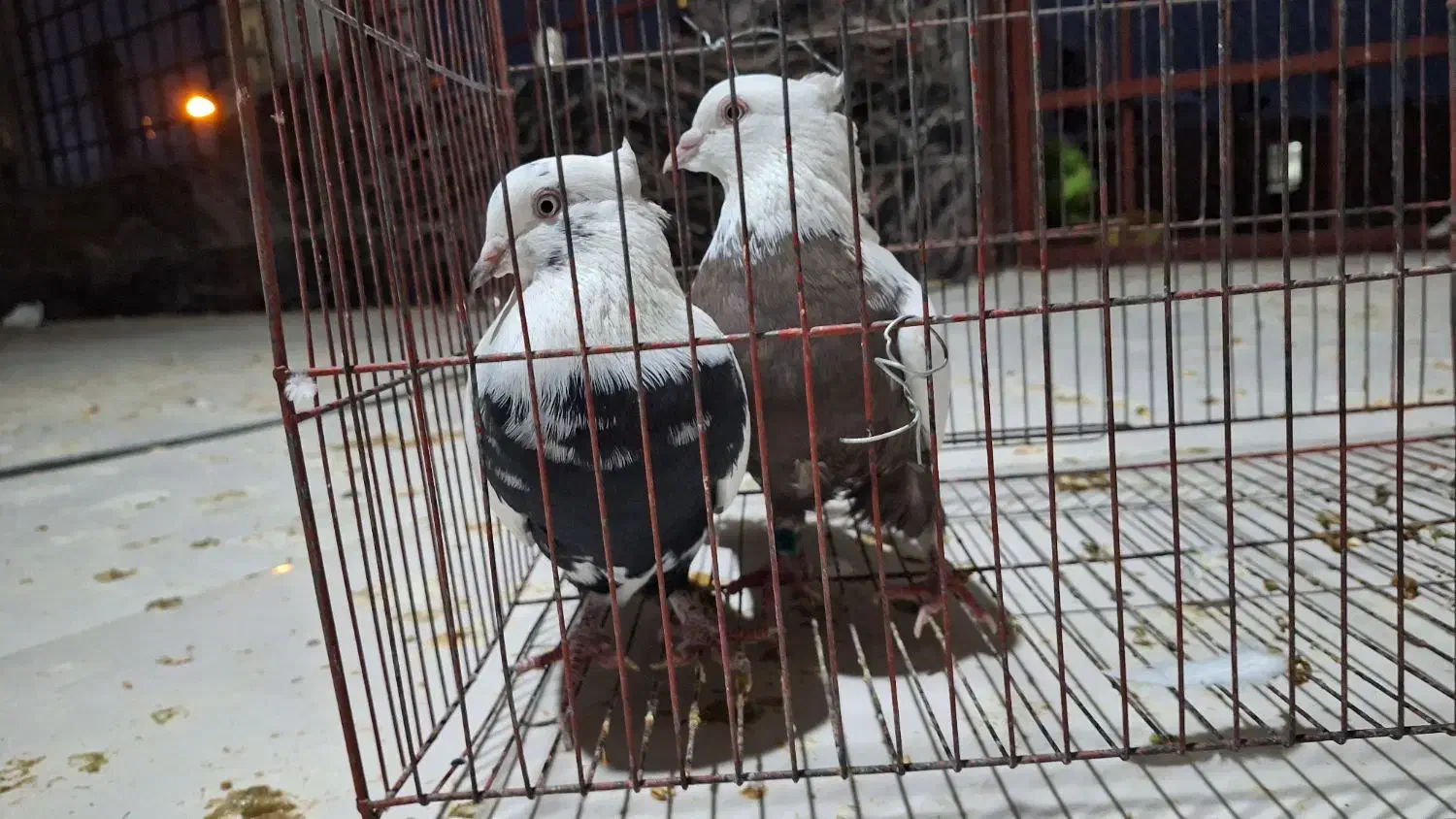 کبوتر دمی اصل|پرنده|یاسوج, |دیوار