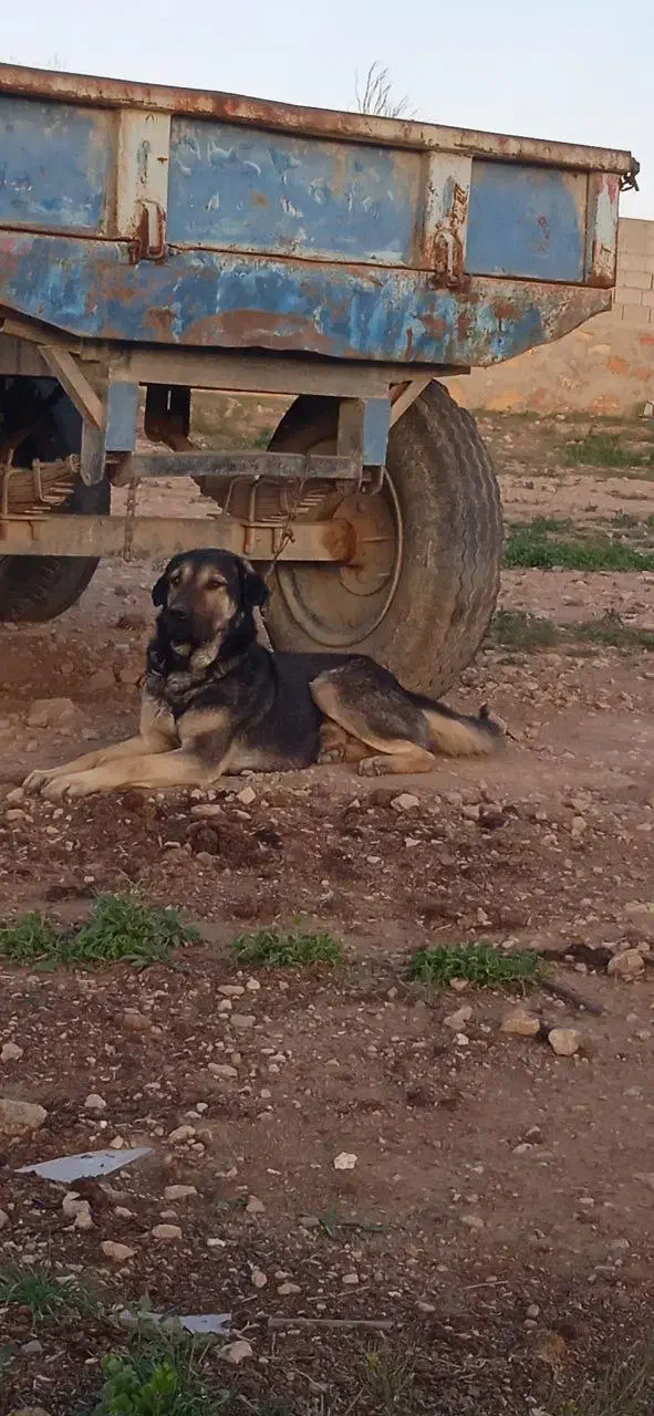 واگذاری سگ گله|سگ|ممقان, |دیوار