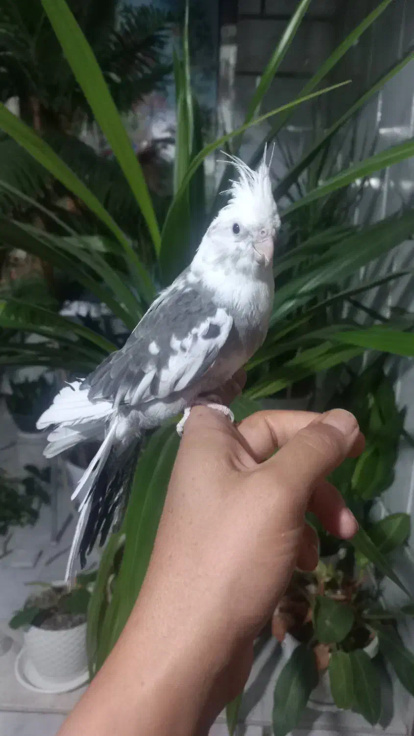 عروس هلندی مولد ،جوجه سرلاکی و دونخور|پرنده|هشتگرد, خور|دیوار