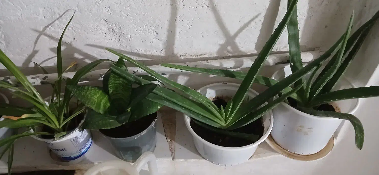 گل طبیعی|گل و گیاه طبیعی|خرم‌آباد, |دیوار