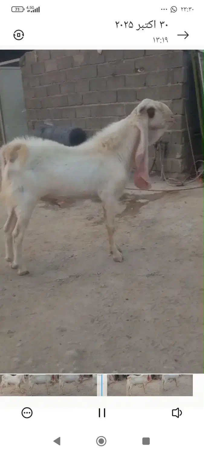 بز .نری گلابی|حیوانات مزرعه|شیراز, حومه شیراز|دیوار