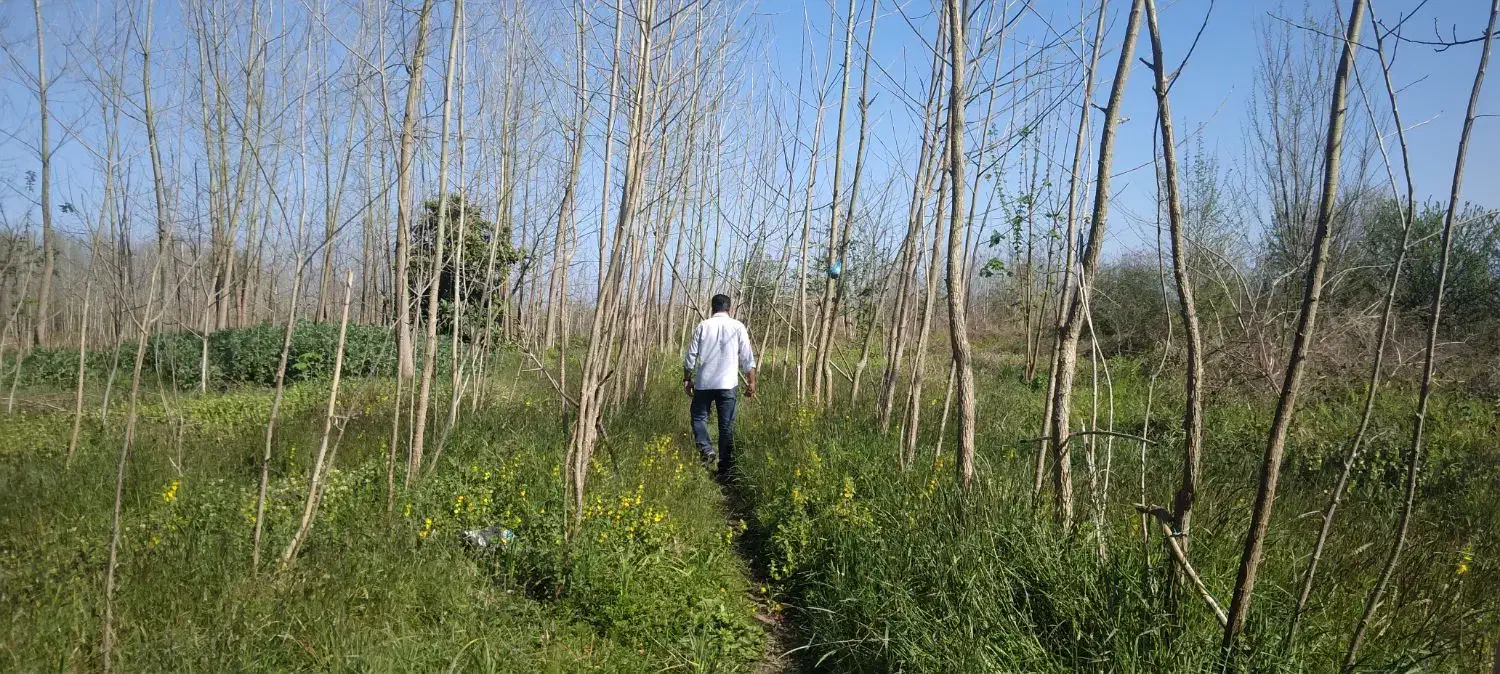 فروش زمین باغی|فروش زمین و ملک کلنگی|شلمان, |دیوار