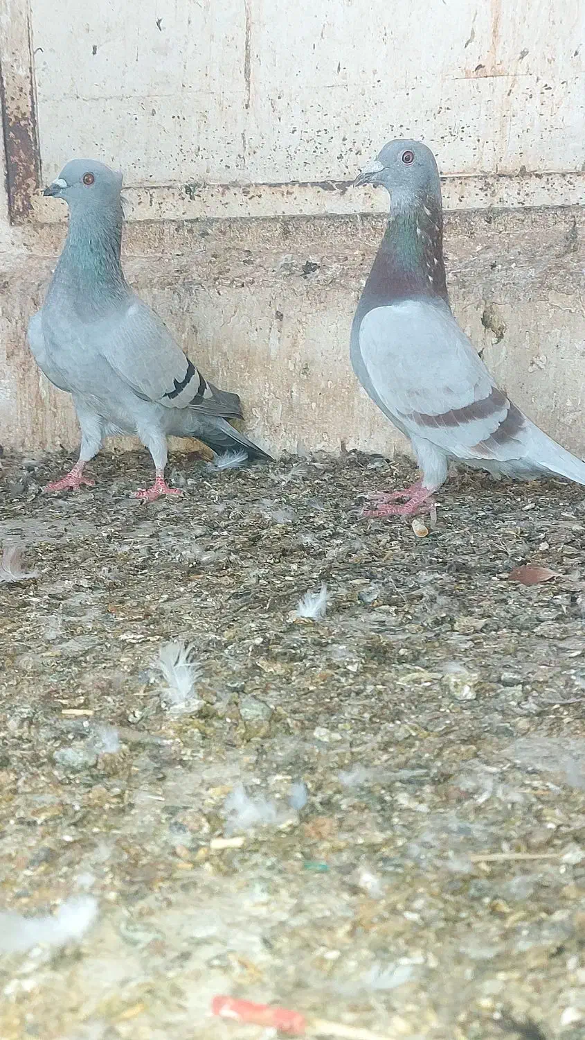 کبوتر رنگی ماده پیازی|پرنده|برازجان, |دیوار