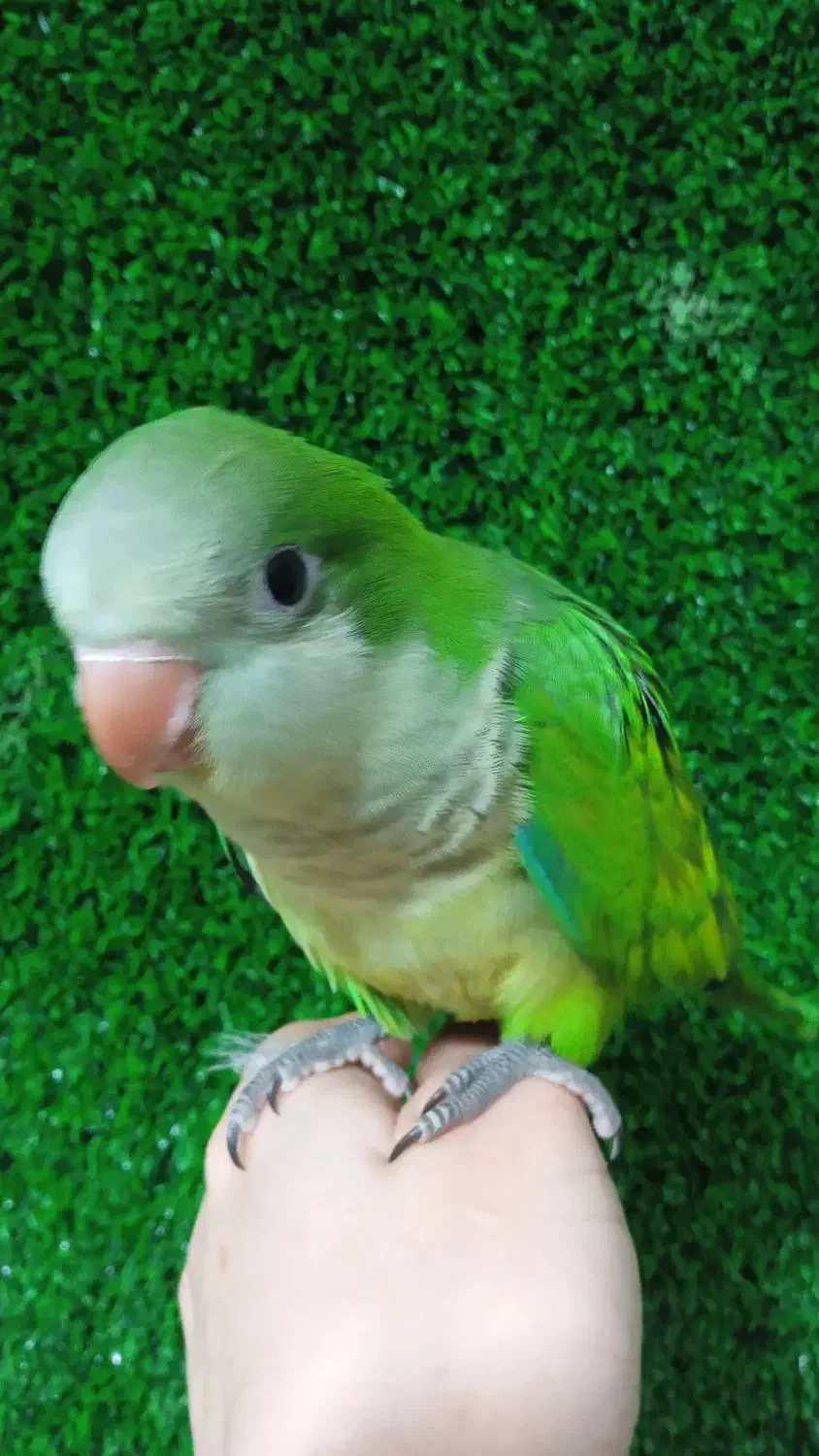 راهب دونخور|پرنده|کهریزک, |دیوار