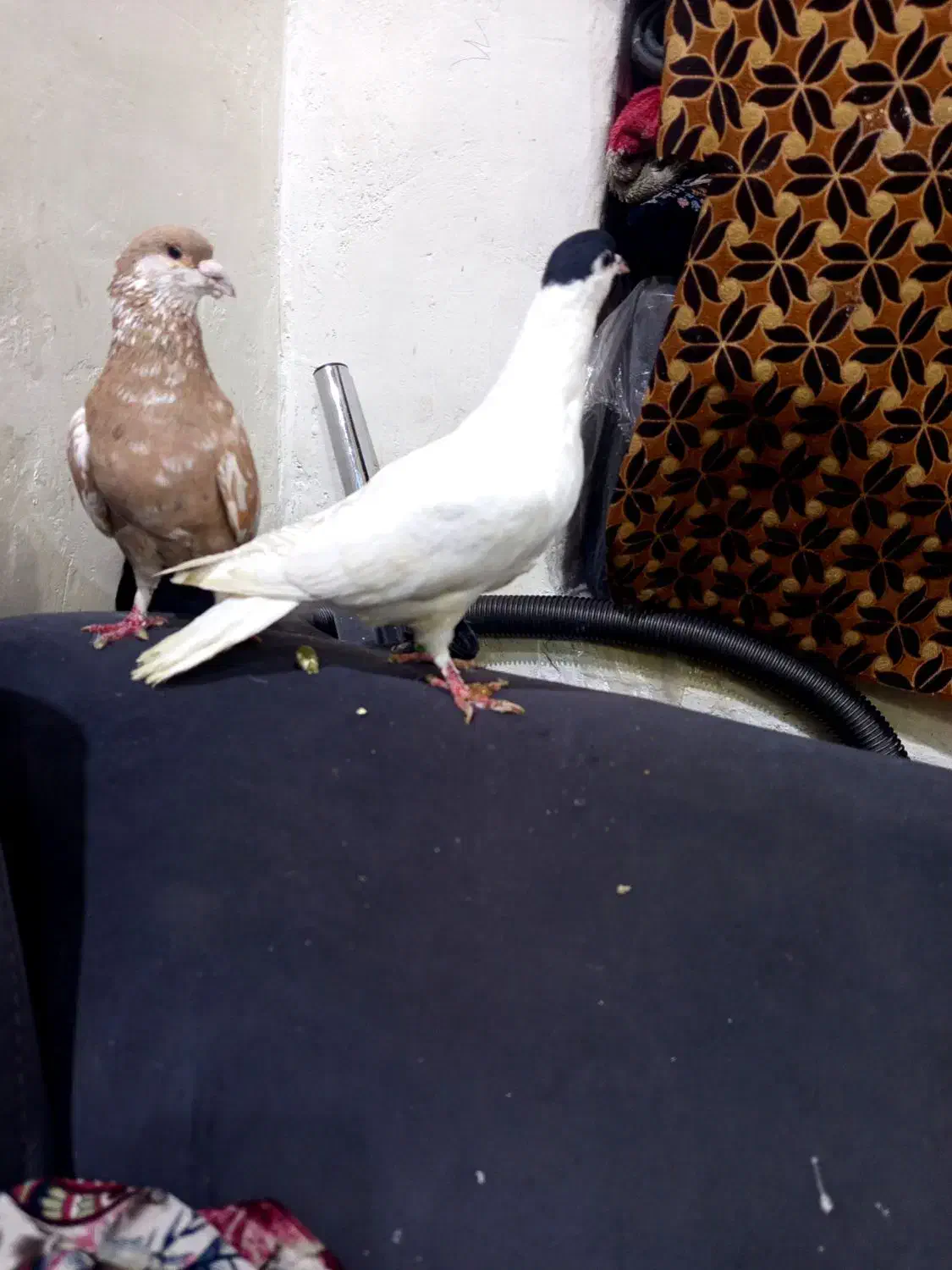 طاقی|پرنده|آران و بیدگل, |دیوار