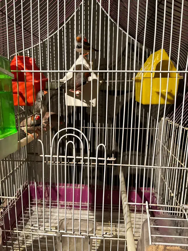 سه جفت فنچ مولد با قفس|پرنده|تهران, اتابک|دیوار