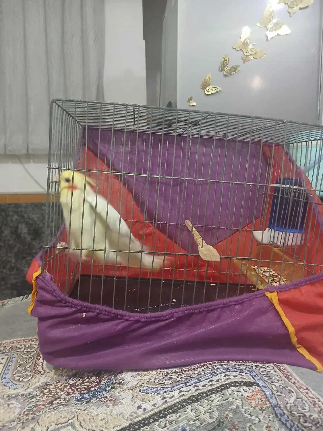 عروس خوش رنگ|پرنده|قم, شهرک فاطمیه|دیوار