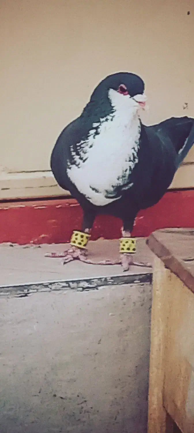 کبوتر سوراخ|پرنده|زرند, |دیوار