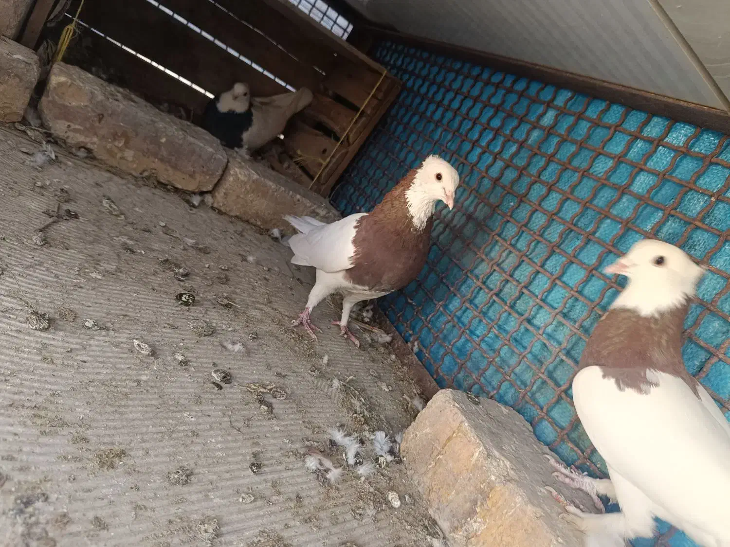 طوقی نر و ماده|پرنده|دلیجان, |دیوار