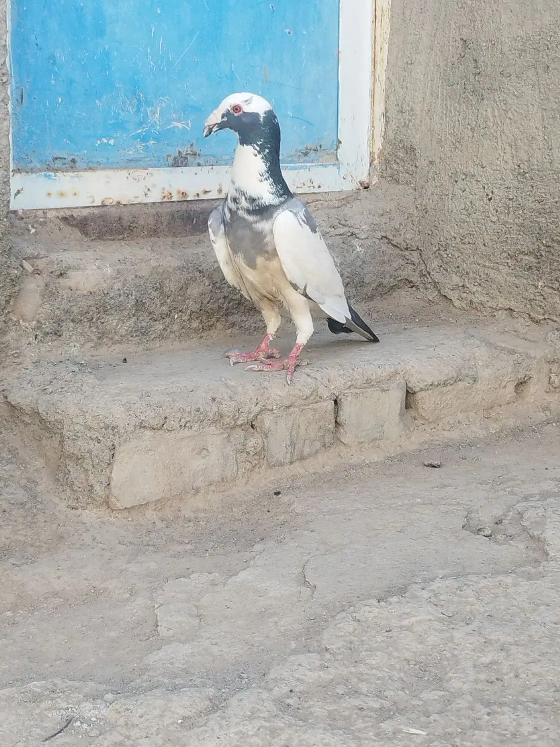 کفتر پلنگ|پرنده|جوین, |دیوار