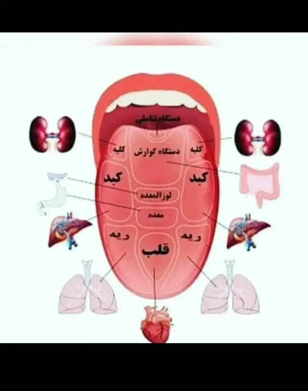 بانوی قدرتمند کار در طب سنتی|خدمات آموزشی|اردبیل, |دیوار
