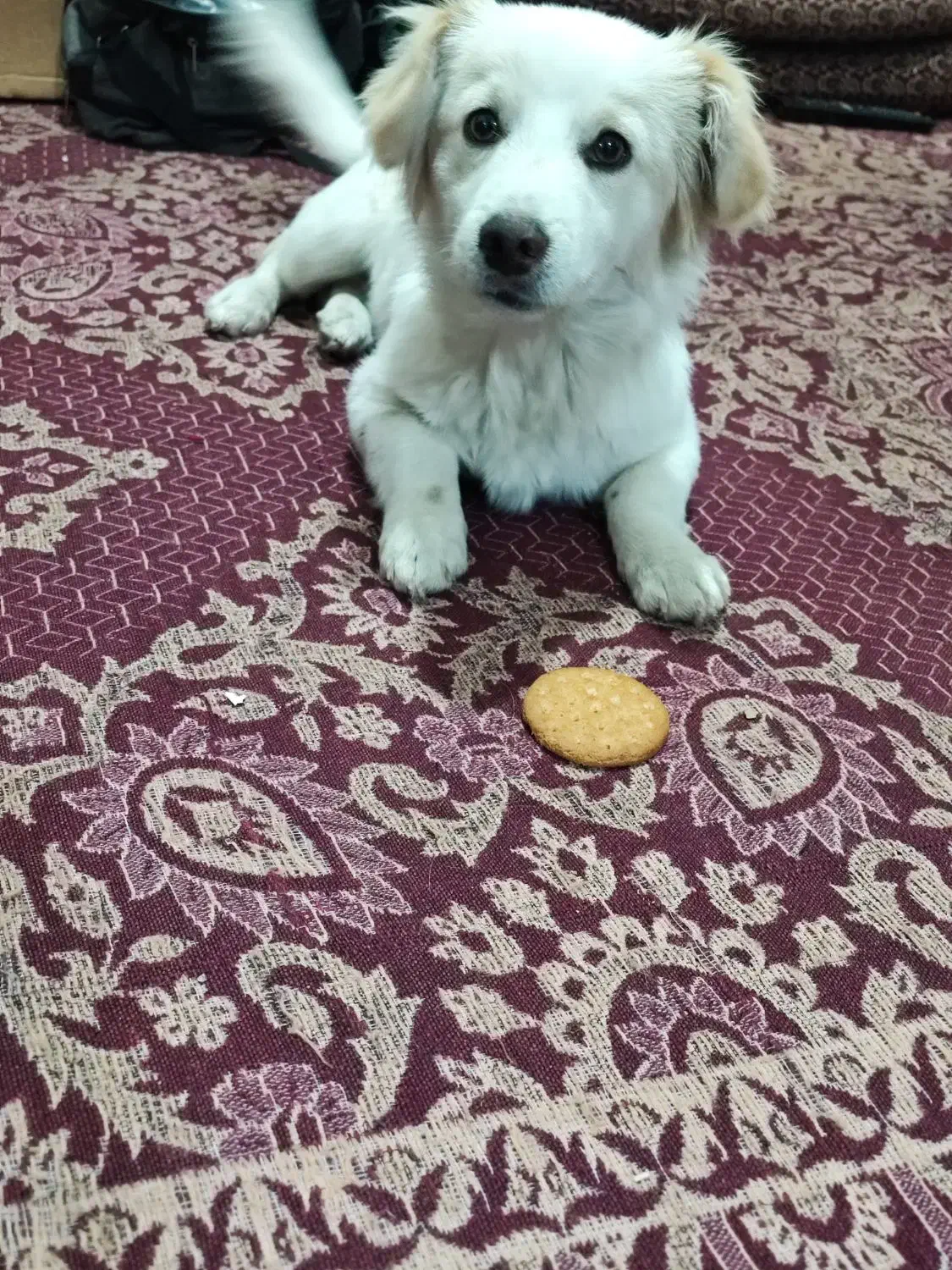 سگ پامر نر|سگ|کرمان, |دیوار