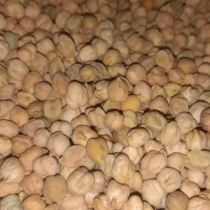 نخودمحلی کوهرنگ ارگانیک|خوردنی و آشامیدنی|کوهرنگ, |دیوار