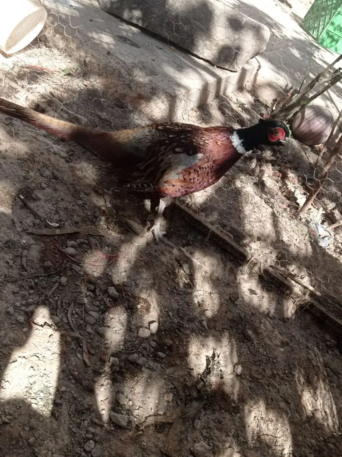 پرنده زینتی|پرنده|محمدشهر, ولدآباد بزرگ|دیوار