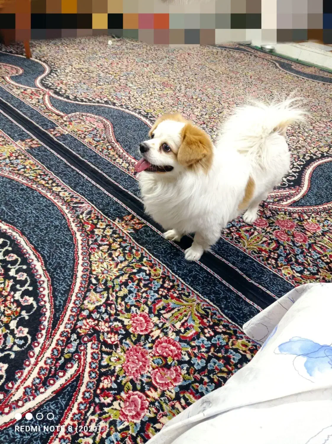 سگ آپارتمانی|سگ|نگار, |دیوار