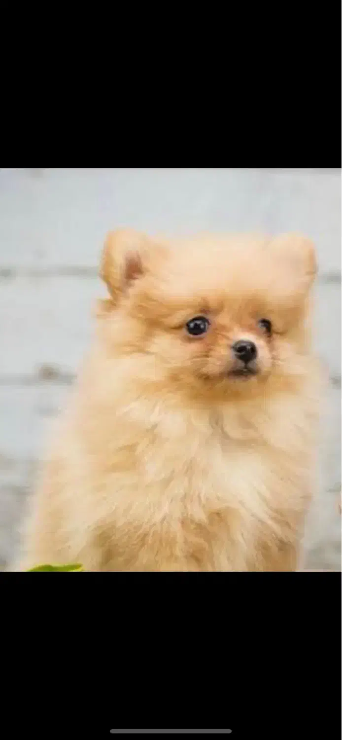 سگ پامرانین|سگ|مرودشت, پشت سایپا‎|دیوار