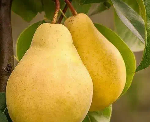 تولید نهال گلابی شاه میوه|خدمات باغبانی و درختکاری|ماهدشت, |دیوار