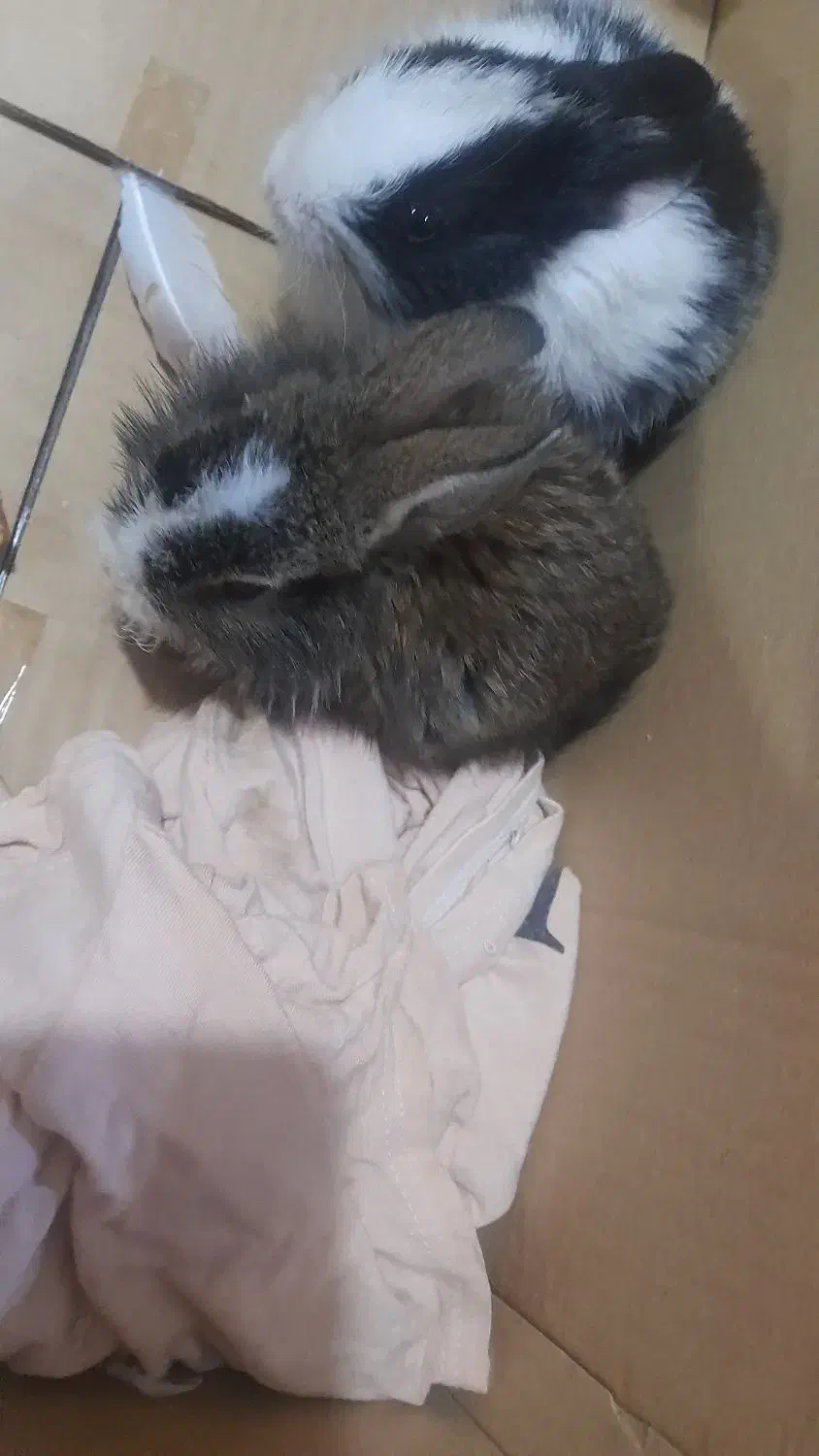 خرگوش زیبا و سالم|موش و خرگوش|اهواز, باغ شیخ|دیوار