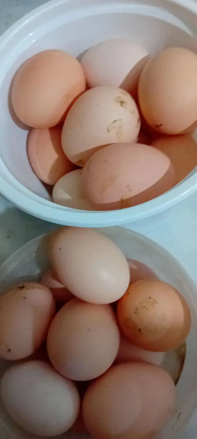 تخم مرغ محلی|خوردنی و آشامیدنی|مشهد, هفت تیر (نه دره)|دیوار