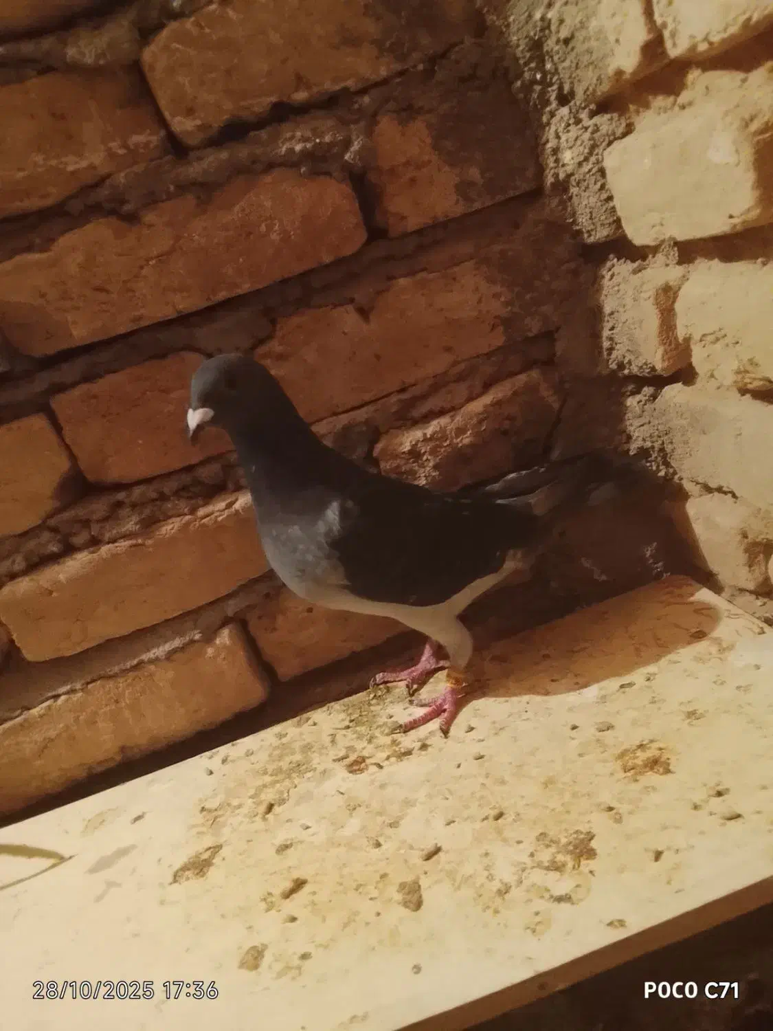 کبوتر پولکی|پرنده|زاوه, |دیوار