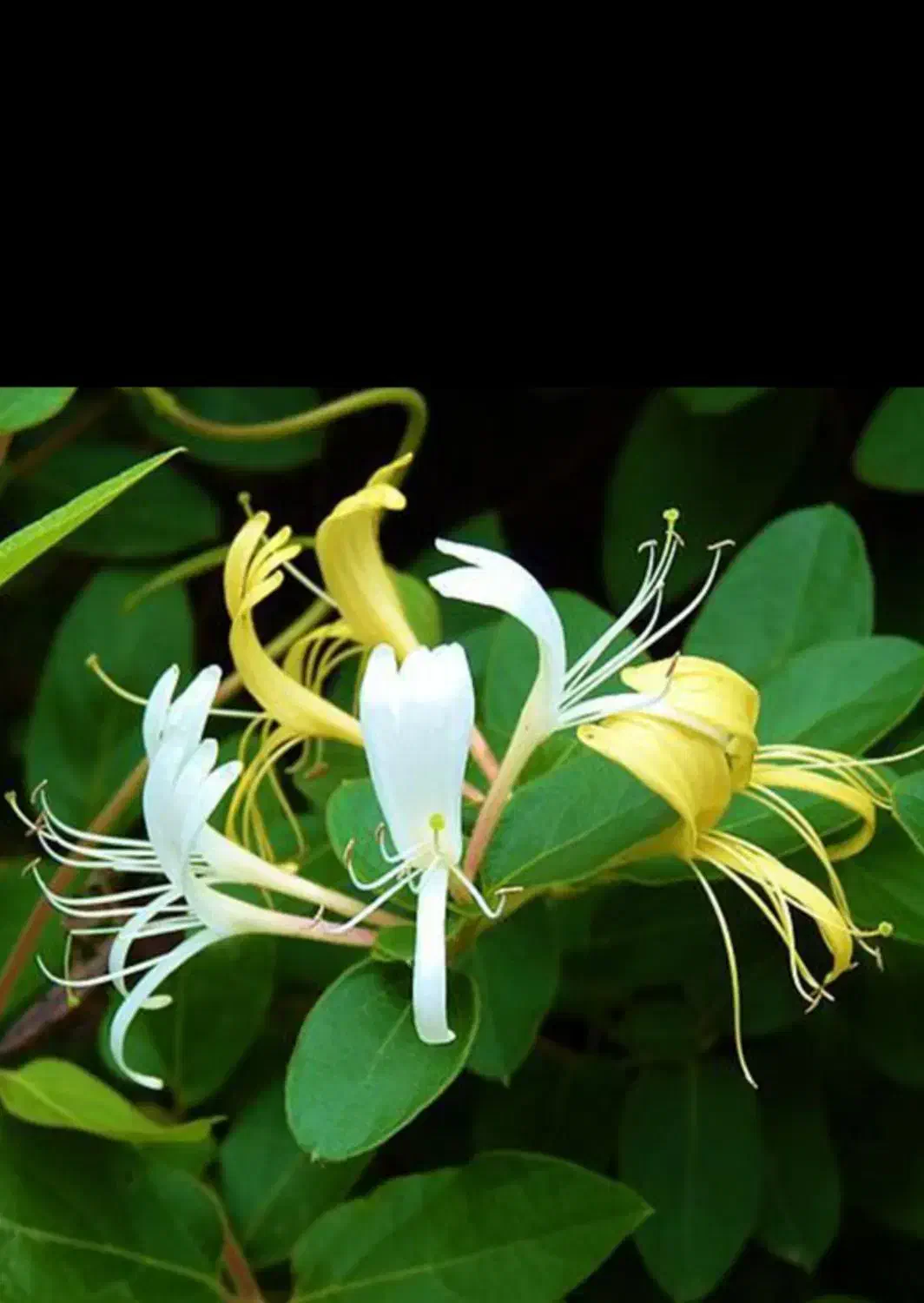 گل رزدوساله، گل یاس، گل کاغذی ، نهال صنوبر|گل و گیاه طبیعی|ایلام, |دیوار