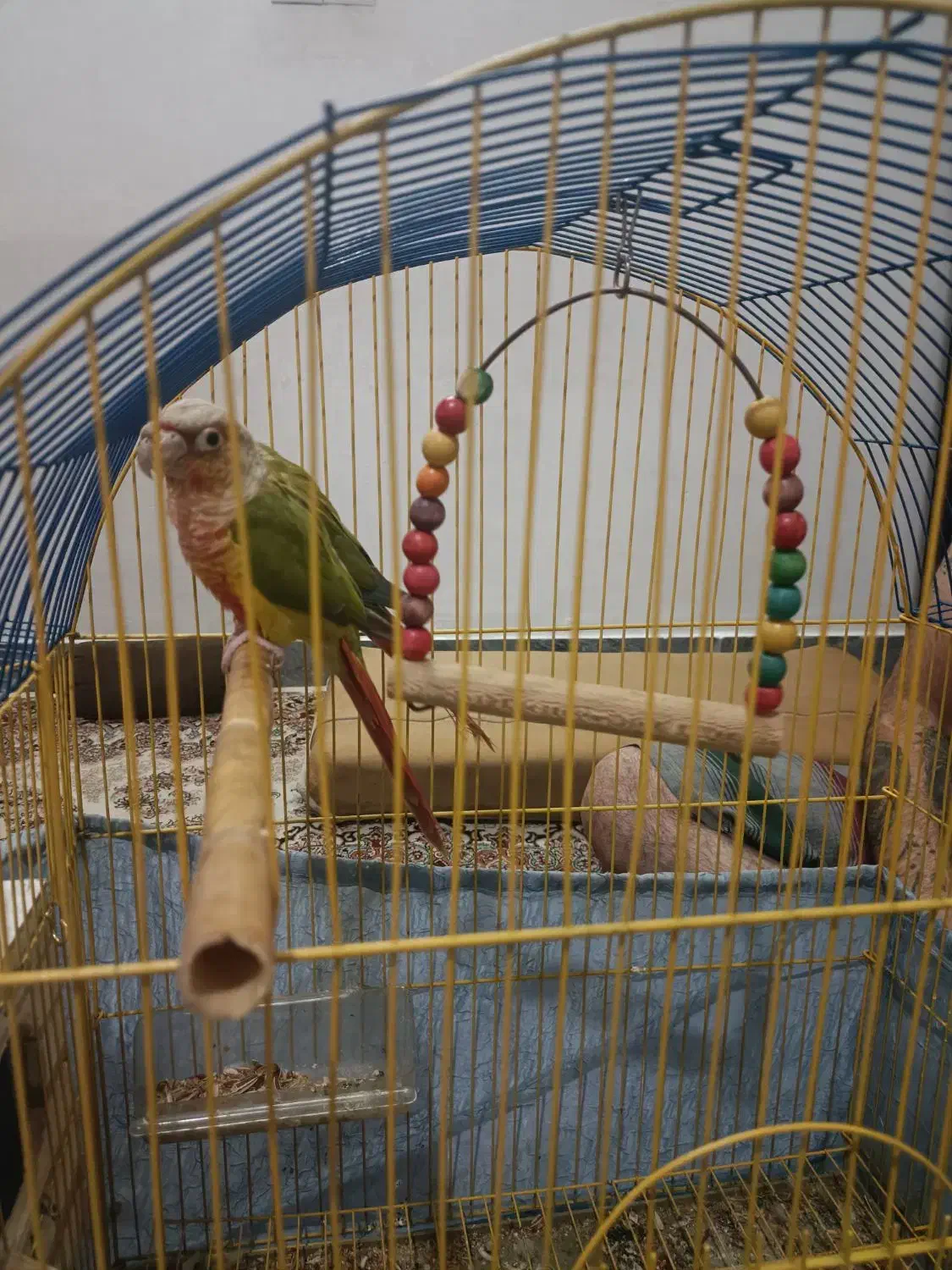 طوطی گرینچی نروماده|پرنده|پاکدشت, پاکدشت (مامازند)|دیوار