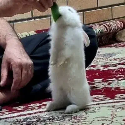 خرگوش|موش و خرگوش|اصفهان, میرعماد|دیوار