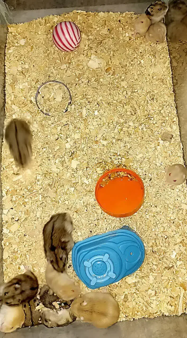 همستر|موش و خرگوش|مهریز, |دیوار