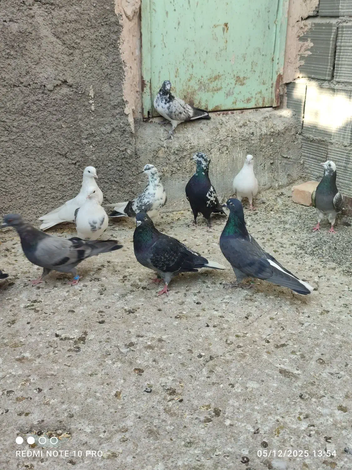 ۳۰ طوق کفتر ماده پرشی قرچک ورامین|پرنده|قرچک, پویینک|دیوار